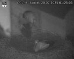 Capi_Dubne_20250720_012503.jpg