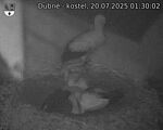 Capi_Dubne_20250720_013002.jpg