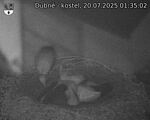 Capi_Dubne_20250720_013502.jpg