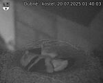 Capi_Dubne_20250720_014003.jpg