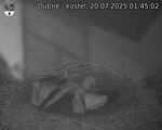 Capi_Dubne_20250720_014502.jpg