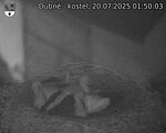 Capi_Dubne_20250720_015003.jpg