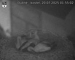 Capi_Dubne_20250720_015502.jpg