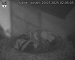 Capi_Dubne_20250720_020503.jpg