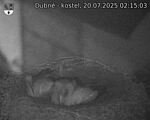 Capi_Dubne_20250720_021503.jpg
