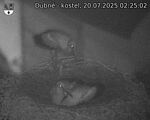 Capi_Dubne_20250720_022503.jpg