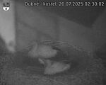 Capi_Dubne_20250720_023002.jpg