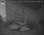 Capi_Dubne_20250720_024002.jpg