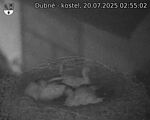 Capi_Dubne_20250720_025502.jpg