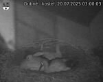 Capi_Dubne_20250720_030003.jpg