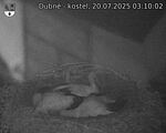 Capi_Dubne_20250720_031002.jpg