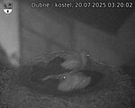 Capi_Dubne_20250720_032002.jpg