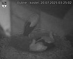 Capi_Dubne_20250720_032503.jpg