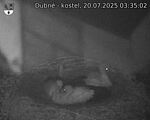 Capi_Dubne_20250720_033502.jpg