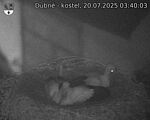 Capi_Dubne_20250720_034003.jpg