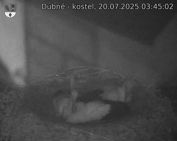 Capi_Dubne_20250720_034502.jpg (1350 x 1080)