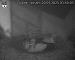 Capi_Dubne_20250720_035003.jpg