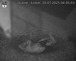 Capi_Dubne_20250720_040503.jpg