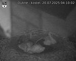 Capi_Dubne_20250720_041002.jpg