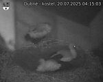 Capi_Dubne_20250720_041503.jpg