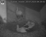Capi_Dubne_20250720_042002.jpg