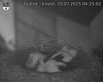 Capi_Dubne_20250720_042502.jpg