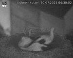 Capi_Dubne_20250720_043002.jpg