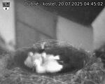 Capi_Dubne_20250720_044502.jpg