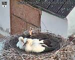 Capi_Dubne_20250720_051002.jpg