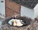 Capi_Dubne_20250720_051503.jpg