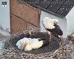 Capi_Dubne_20250720_052003.jpg
