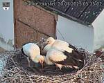 Capi_Dubne_20250720_053502.jpg