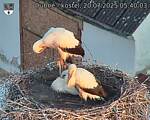 Capi_Dubne_20250720_054003.jpg