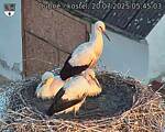 Capi_Dubne_20250720_054503.jpg