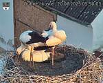 Capi_Dubne_20250720_055003.jpg