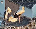 Capi_Dubne_20250720_055503.jpg