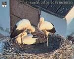 Capi_Dubne_20250720_060003.jpg