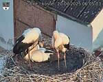 Capi_Dubne_20250720_060503.jpg