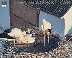Capi_Dubne_20250720_061503.jpg