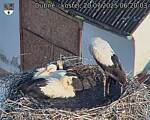 Capi_Dubne_20250720_062003.jpg