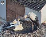 Capi_Dubne_20250720_063503.jpg