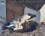 Capi_Dubne_20250720_064003.jpg