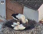 Capi_Dubne_20250720_065503.jpg