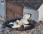 Capi_Dubne_20250720_070003.jpg