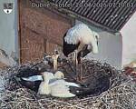 Capi_Dubne_20250720_071003.jpg