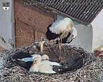 Capi_Dubne_20250720_071503.jpg