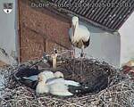 Capi_Dubne_20250720_072003.jpg