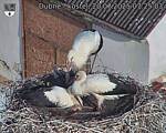 Capi_Dubne_20250720_072503.jpg
