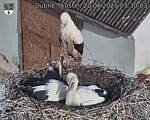 Capi_Dubne_20250720_073003.jpg
