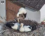 Capi_Dubne_20250720_073503.jpg